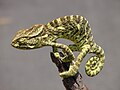 Chameleon Close-up