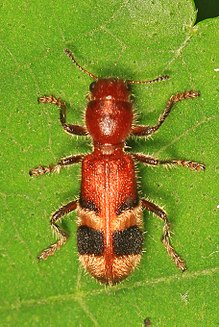 Checkered Beetle - Enoclerus rosmarus, Meadowood Farm SRMA, Meyson Nek, Virjiniya - 27591603090.jpg