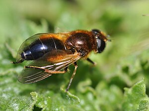 Cheilosia albipila