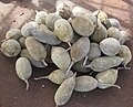 Chimoio market - baobab fruits (4776481531).jpg