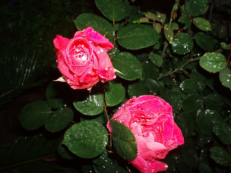 File:Chinese-Rose.jpg