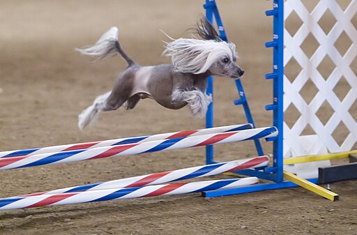 Chinese Crested hairless agility