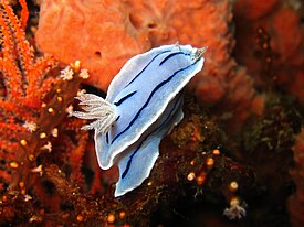Chromodoris willani палево-голубая форма