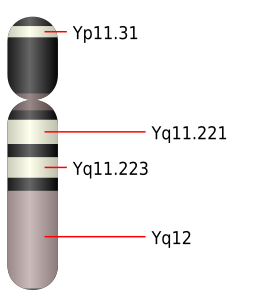 Chromosome Y.svg