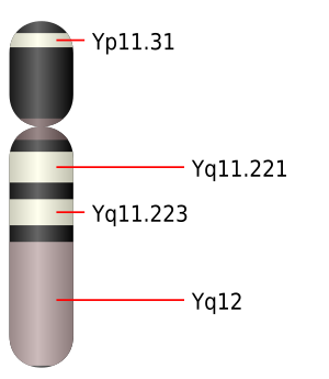 Y-Chromosom: Theorie der Entstehung des Y-Chromosoms bei Säugetieren, Bekannte Gene auf dem Y-Chromosom, Synonyme