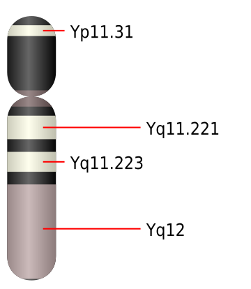 Cromosoma Y