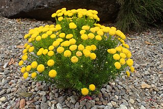 <i>Chrysocoma cernua</i> Species of flowering plant