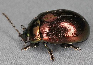 <i>Chrysolina brunsvicensis</i> Species of beetle