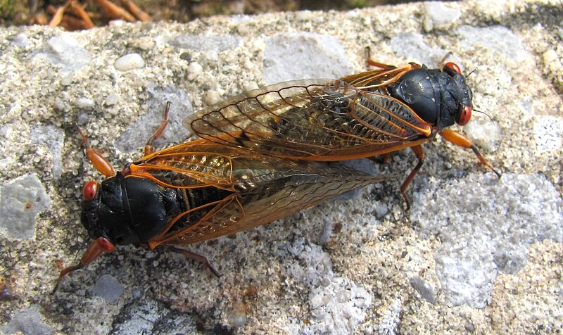 File:Cicada-ttu-2011-tn4.jpg