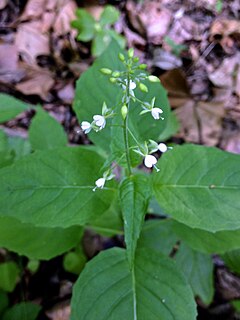 <i>Circaea canadensis</i> Species of flowering plant in the willowherb family Onagraceae