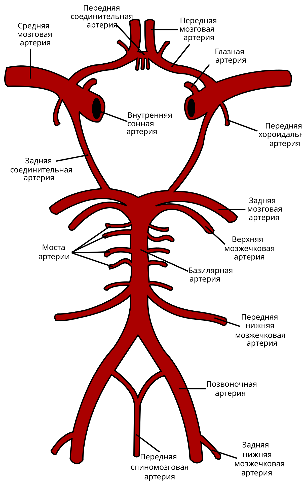 Магистральные артерии мозга. Сосуды артериального Виллизиева круга большого мозга. Артерии Виллизиева круга анатомия. Виллизиев круг схема. Сосуды Виллизиева круга анатомия.