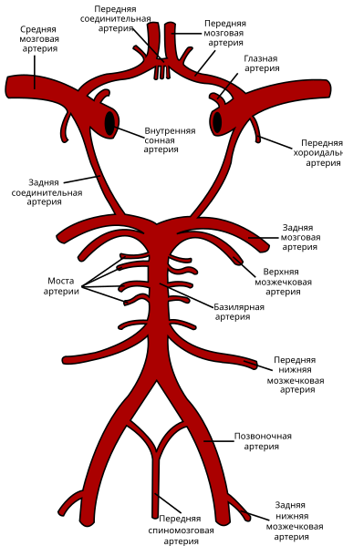 File:Circle of Willis ru.svg