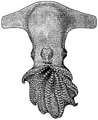 <i>Cirroctopus mawsoni</i> Species of octopus