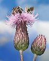 Cirsium arvense mit Bienen Richard Bartz.jpg