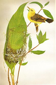 Male golden-headed cisticola and nest CisticolaExilisBaker.jpg