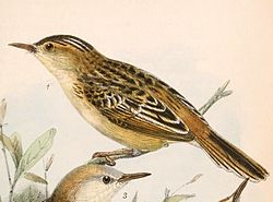 Cisticola eximius eximius 1869.jpg