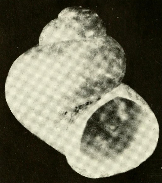 File:Clappia cahabensis shell.png