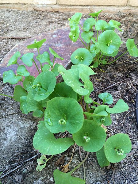 File:Claytonia perfoliata Miner's Lettuce.jpg