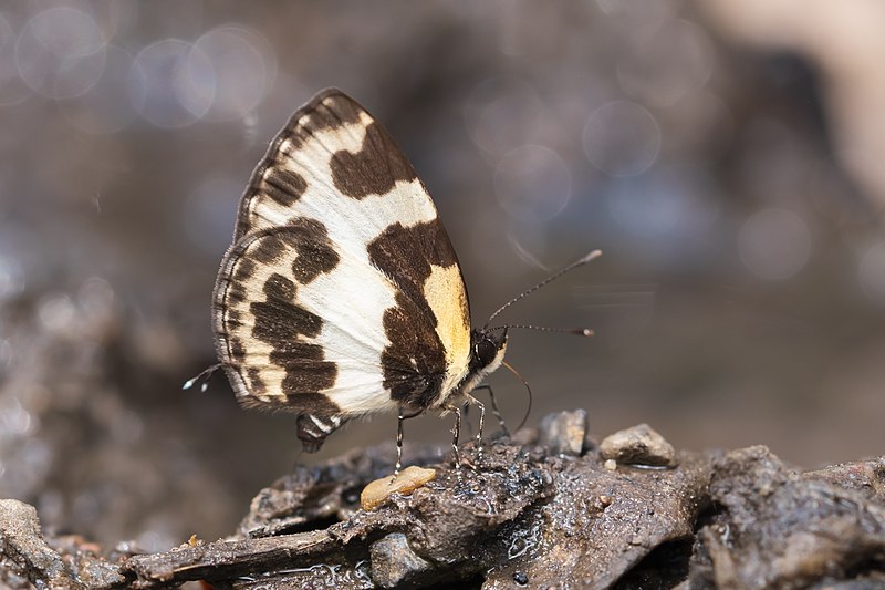 File:Close wing mud-puddling position of Caleta elna (Hewitson, 1876) - Elbowed Pierrot Butterfly.jpg