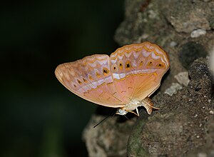 Close wing position of Cirrochroa tyche Felder & Felder, 1861 – Common Yeoman.jpg