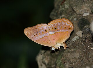 <i>Cirrochroa tyche</i> Species of butterfly