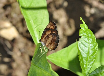 Ventral view