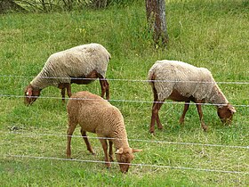 Twee Cobourg-schapen en een Cobourg-lam in juni.