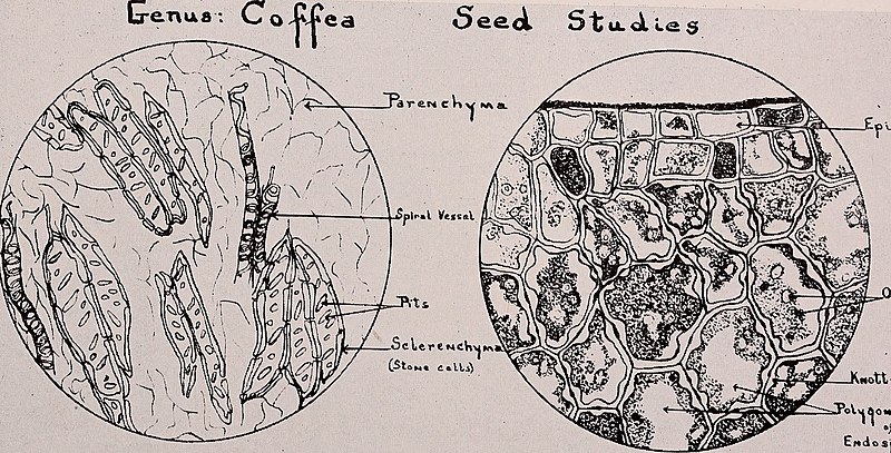 File:Coffee - a monograph of the economic species of the genus Coffea L. (1925) (20474014790).jpg