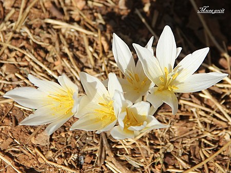 Colchicum kotschyi.jpg