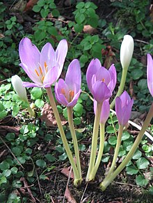 Colchicum speciosum