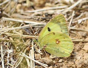 Beskrivelse av bildet Colias alphacariensis01.jpg.