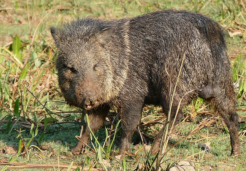 File:Collared Peccary (Pecari tajacu) male (28482046922).jpg