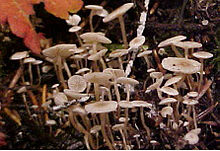 The small fruit bodies typically grow in dense clusters. Collybia cirrhata 16757.jpg