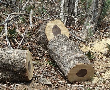 C. apiculatum logs, showing dark heartwood and pale sapwood Combretum apiculatum, hout, Phakama, a.jpg