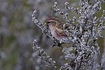 Thumbnail for File:Common Redpoll (Acanthis flammea), Skaw - geograph.org.uk - 3721176.jpg