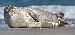 A living Phoca vitulina, or harbor seal Common Seal Phoca vitulina cropped.jpg