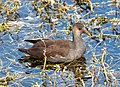 * Nomination Juvenile common gallinule in the Green Cay wetlands --Rhododendrites 14:24, 7 January 2023 (UTC) * Promotion  Support Good quality. --Rjcastillo 17:21, 7 January 2023 (UTC)