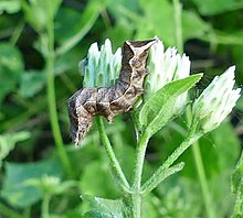 Condica albigera cropped.jpg