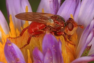 <i>Myopa rubida</i> Species of fly