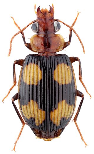 <i>Coptodera</i> Genus of beetles