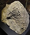 Coral fossil.jpg