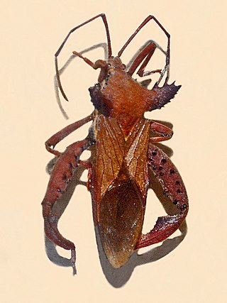 <i>Prionolomia</i> Genus of true bugs