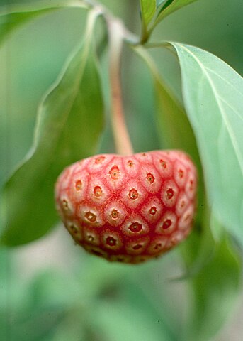 Дерево земляники. Кизил головчатый клубничное дерево. Cornus capitata. Клубничное дерево (Cornus capitata. Carex capitata.