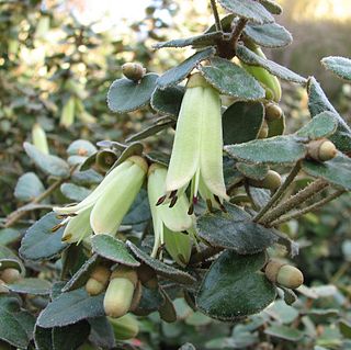 <i>Correa reflexa <span style="font-style:normal;">var.</span> nummulariifolia</i>