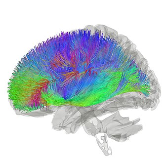 Corticostriatal Pathway.jpg