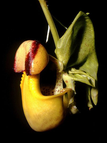 File:Coryanthes macrantha Orchi 03.jpg