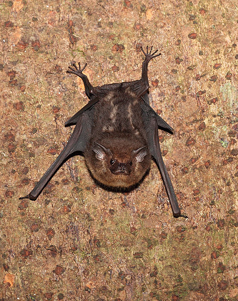 File:Costa-Rica-Bat-IMG 8315.jpg