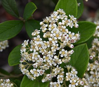 <i>Cotoneaster lacteus</i> Species of flowering plant