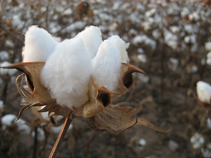 File:Cotton field kv16.jpg