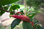 Miniatuur voor Bestand:Cotton stainer on a wilted Hibiscus.jpg